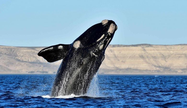 Bautizá a una ballena y participá por un avistaje de nuestra fauna marina