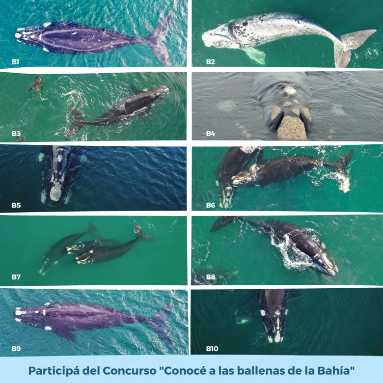 Bautizá a una ballena y participá por un avistaje de nuestra fauna marina