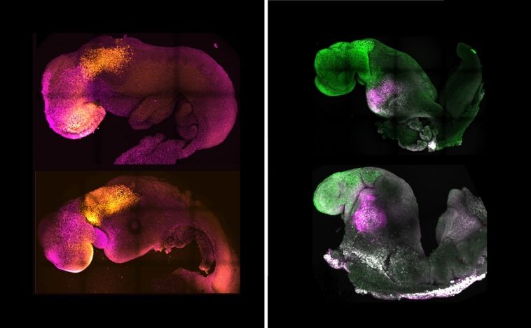 Crean una nueva generación de embriones sintéticos sin óvulos, esperma ni útero, y con un cerebro más desarrollado