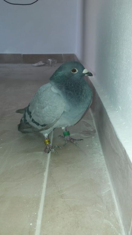 Quince mil palomas mensajeras en carrera partieron desde el autodromo Toay en La Pampa