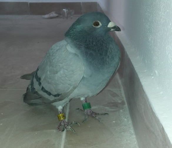 Quince mil palomas mensajeras en carrera partieron desde el autodromo Toay en La Pampa