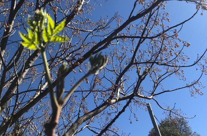 Agosto se despide con brotes que acercan la primavera 