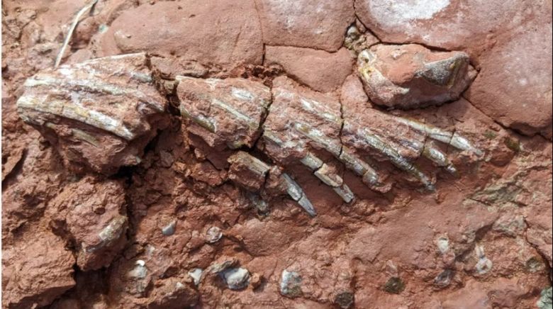 Una profesora tuvo en Canadá un sorprendente hallazgo paleontológico mientras caminaba por la playa