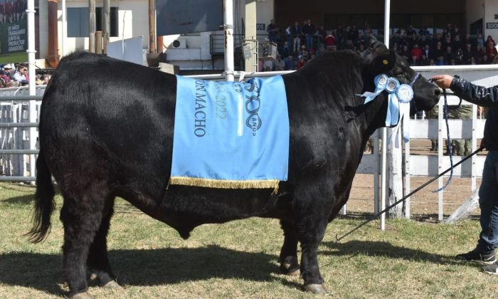 El 50% del gran campeón se vendió en $ 1.800.000