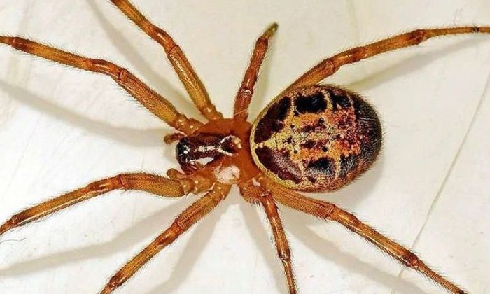 Cómo reconocer a la "araña del rincón" que mató a un hombre