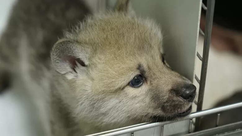 China presenta el primer lobo ártico clonado del mundo