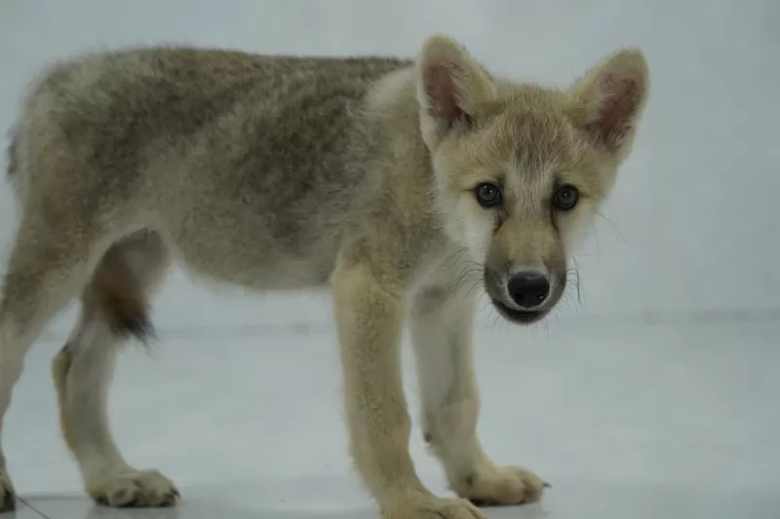 China presenta el primer lobo ártico clonado del mundo