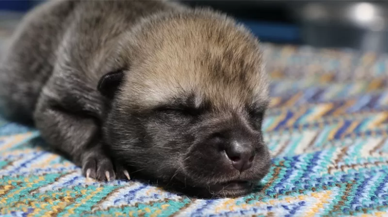 China presenta el primer lobo ártico clonado del mundo