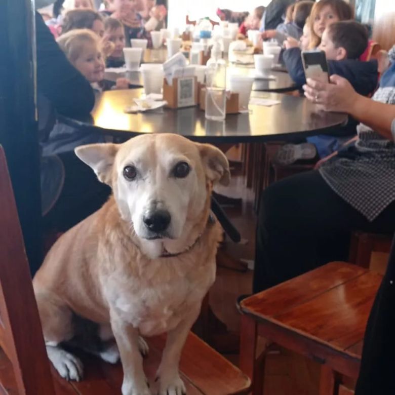 Corchito, el perro que “atiende” en un bar de Chivilcoy