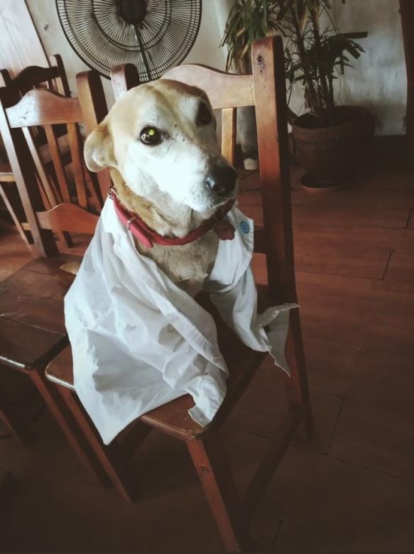 Corchito, el perro que “atiende” en un bar de Chivilcoy