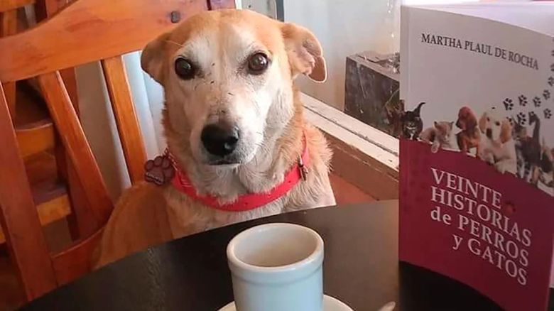 Corchito, el perro que “atiende” en un bar de Chivilcoy