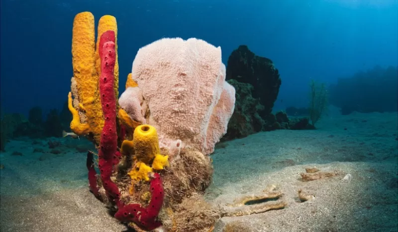 La peculiar habilidad de las esponjas marinas que deja perplejos a científicos y filósofos