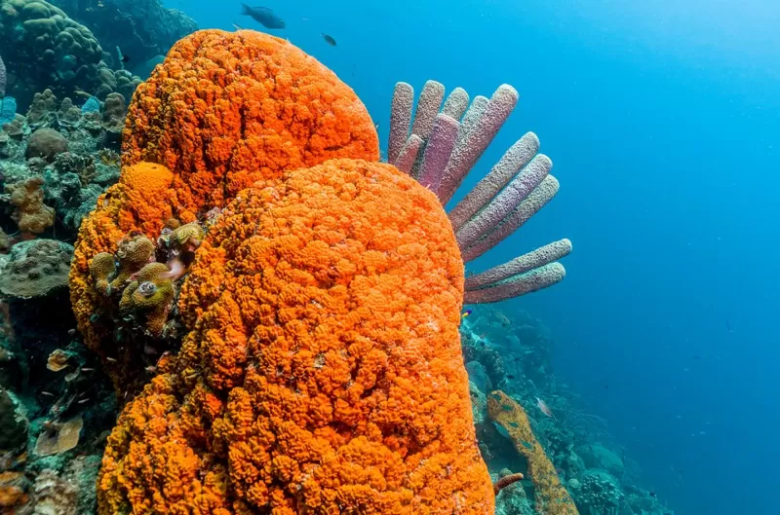 La peculiar habilidad de las esponjas marinas que deja perplejos a científicos y filósofos