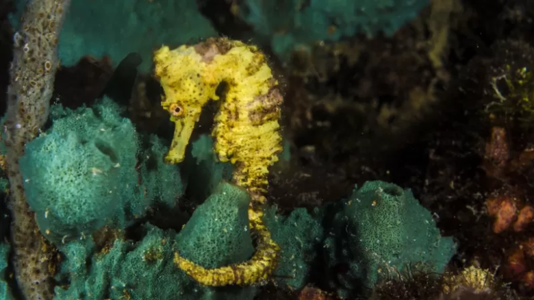 La peculiar habilidad de las esponjas marinas que deja perplejos a científicos y filósofos