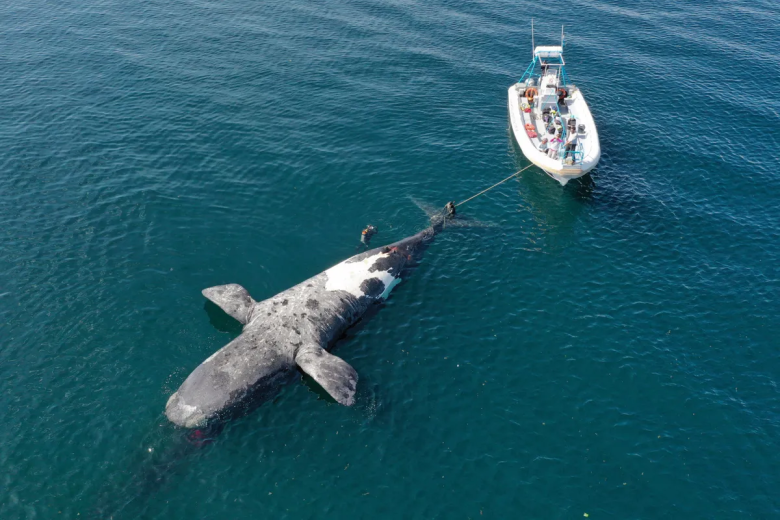 Muerte de las ballenas en Puerto Madryn: motivos y preocupación de expertos