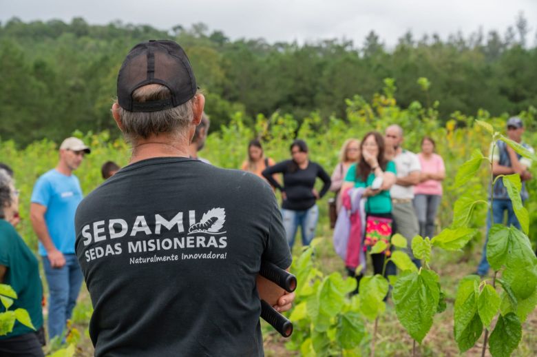 Sedami, el proyecto que promueve a Misiones como la capital de la seda en Argentina