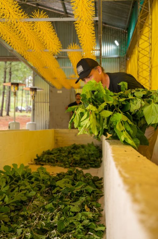 Sedami, el proyecto que promueve a Misiones como la capital de la seda en Argentina