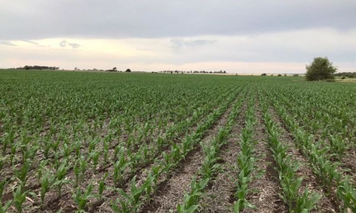 La lluvia reanima pero no alcanza: «Estamos timoratos para sembrar»