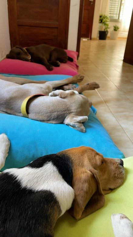 Un Hostel Canino donde los perros andan libres como panchos por su casa