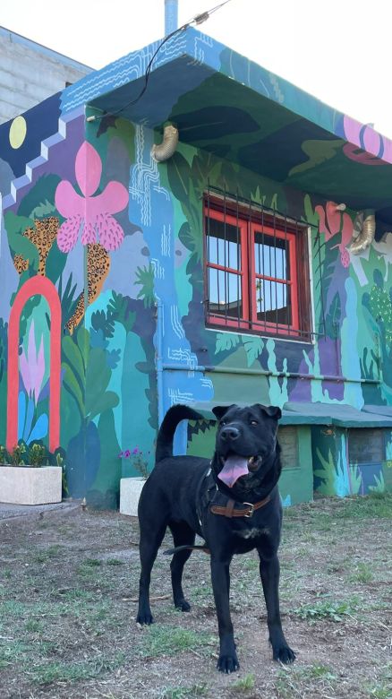 Un Hostel Canino donde los perros andan libres como panchos por su casa