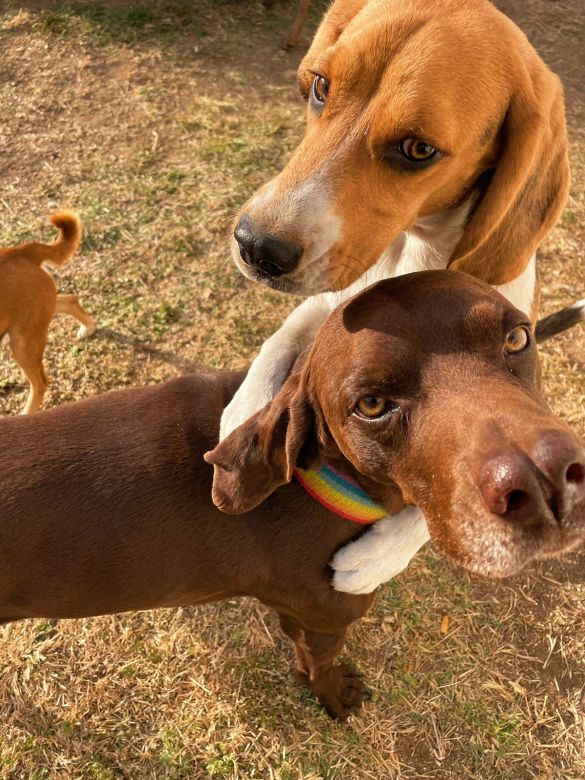 Un Hostel Canino donde los perros andan libres como panchos por su casa