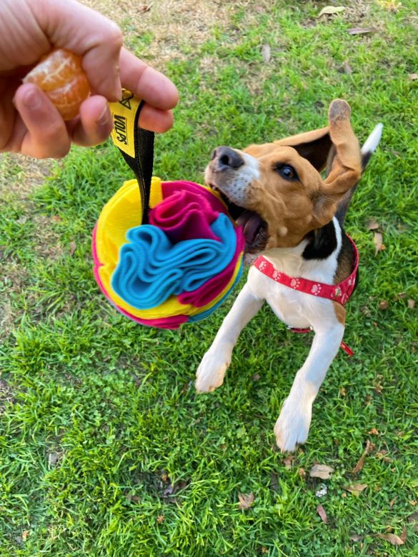 Un Hostel Canino donde los perros andan libres como panchos por su casa