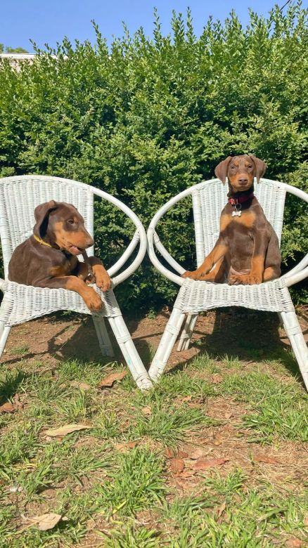 Un Hostel Canino donde los perros andan libres como panchos por su casa