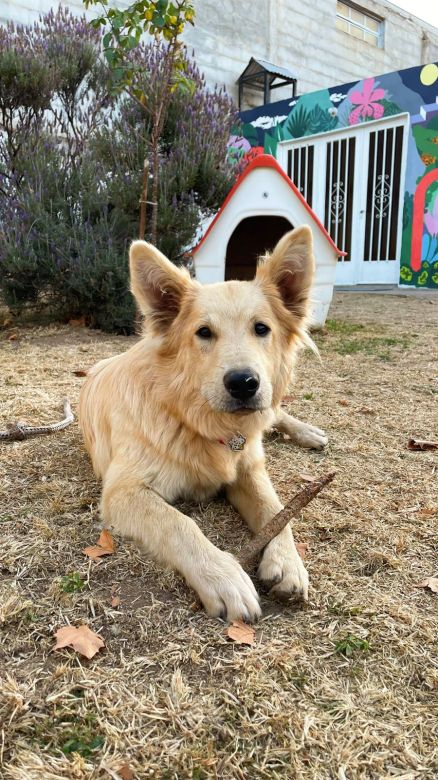 Un Hostel Canino donde los perros andan libres como panchos por su casa