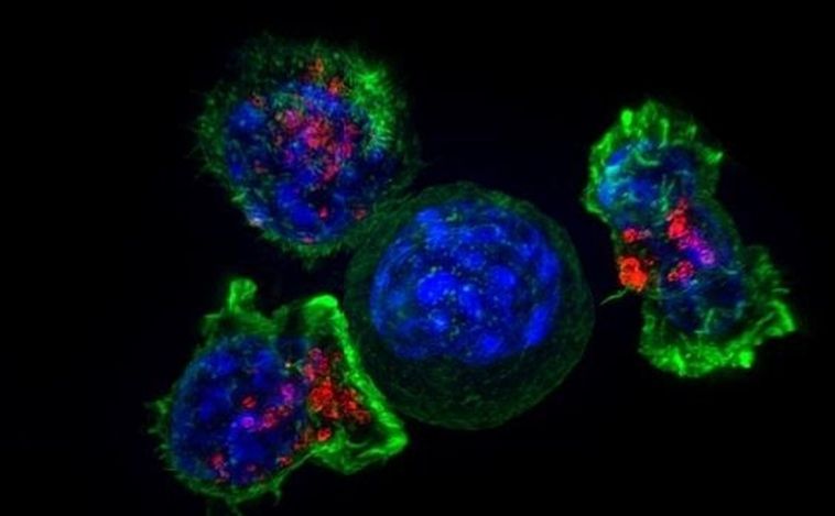 Investigadores españoles diseñan el primer fármaco que inhibe un gen clave en cáncer