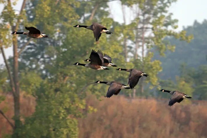 ¿Por qué las aves migratorias vuelan tan lejos?