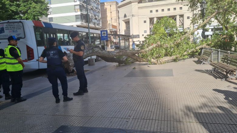 Se cayó un árbol en Plaza Roca