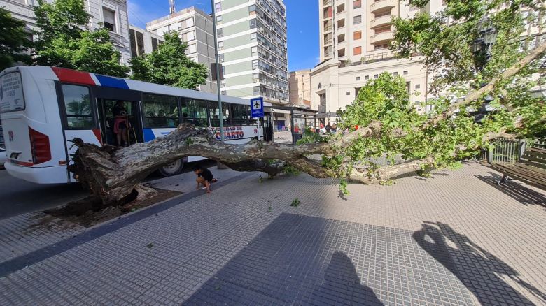 Se cayó un árbol en Plaza Roca