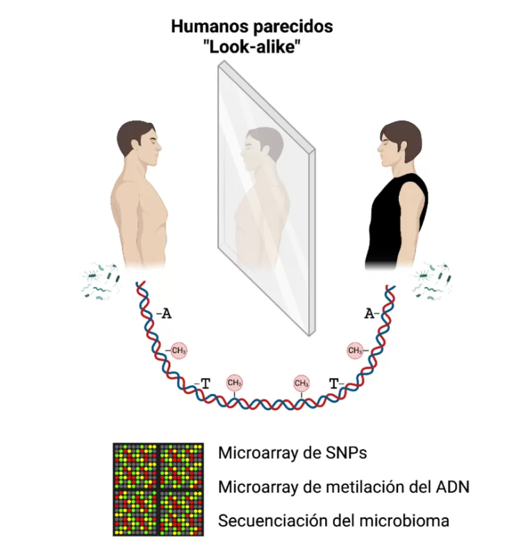 Qué dice la ciencia sobre las personas sin ningún parentesco que se parecen mucho físicamente