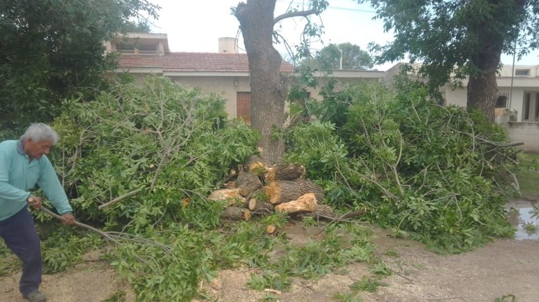 La fuerte tormenta provocó voladuras de techos y caída de árboles 