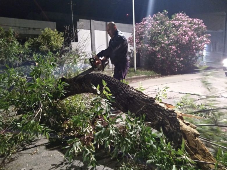 La fuerte tormenta provocó voladuras de techos y caída de árboles 