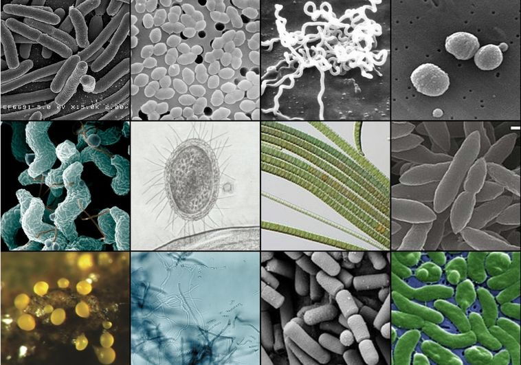 Las infecciones bacterianas son la segunda causa de muerte en el mundo