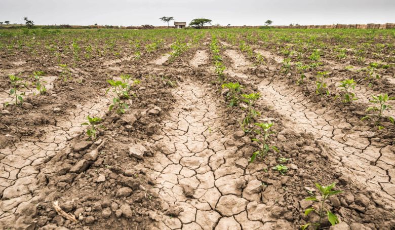  “La sequía implicará que en Córdoba haya una baja del 50% de los rindes de trigo”