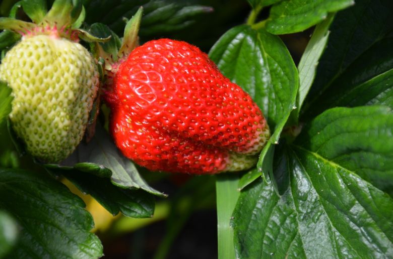 Andrés y Catalina cultivan frutillas en la chacra más austral del mundo