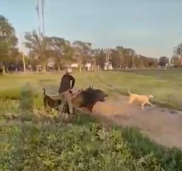 Indignación en Villa Valeria: hurto de un cerdo, vejámenes y diversión viralizada