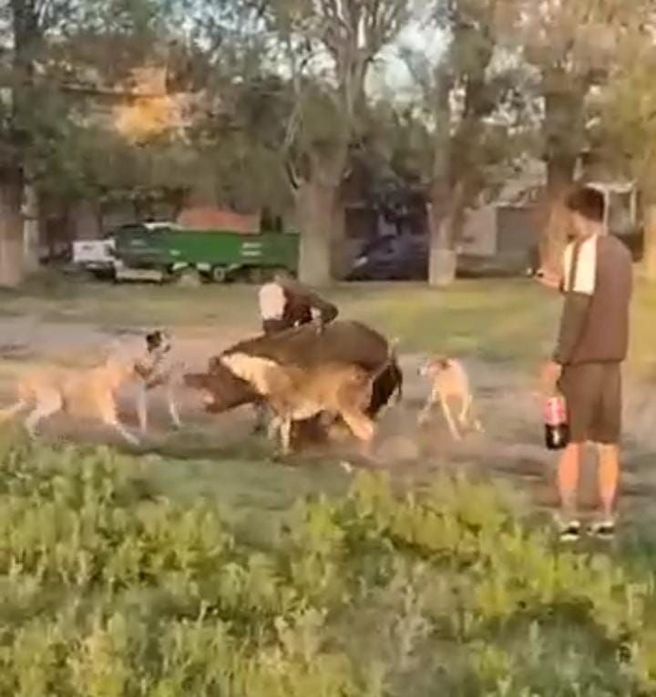 Indignación en Villa Valeria: hurto de un cerdo, vejámenes y diversión viralizada