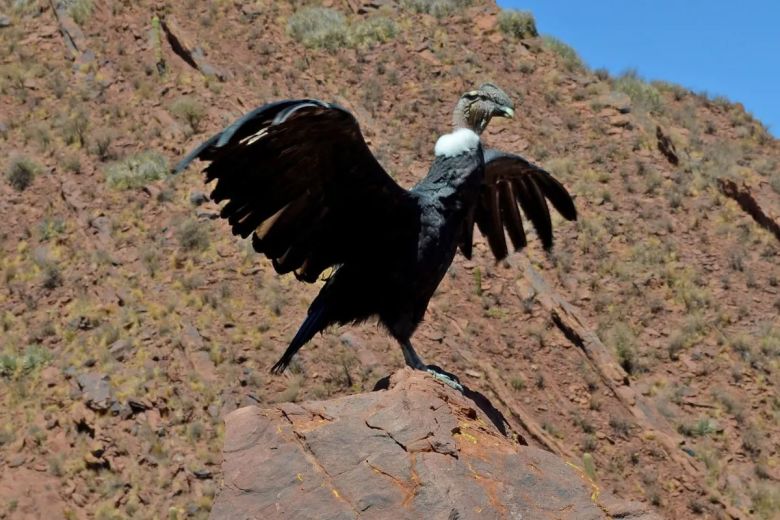 Preocupante: se espera la extinción de una cuarta parte de la biodiversidad para 2100