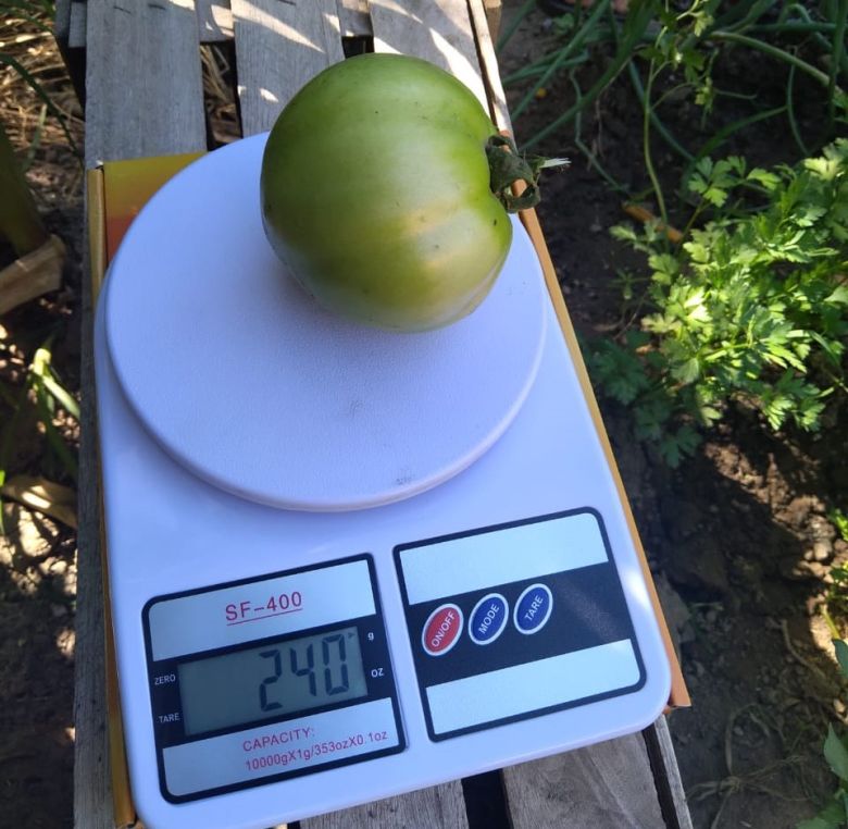 Concurso el “Verdurón”: el tomate de mayor peso lo tuvo una vecina de barrio Las Delicias