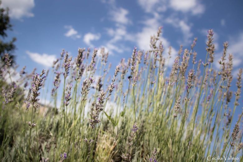 Todo listo en Calmayo para la Fiesta de la Cosecha de la Lavanda