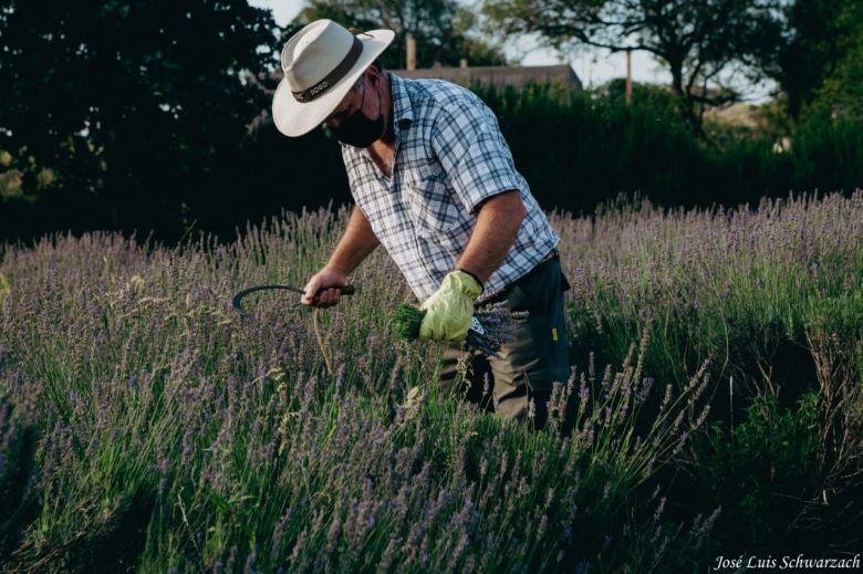 Todo listo en Calmayo para la Fiesta de la Cosecha de la Lavanda