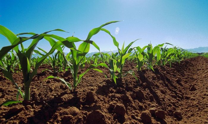 Tras la lluvia, algunos productores comienzan la siembra de maíz