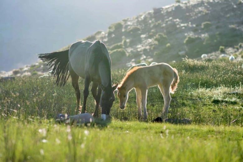 El guardafauna y fotógrafo, Martín Muñoz, que registra la trashumancia en Neuquén