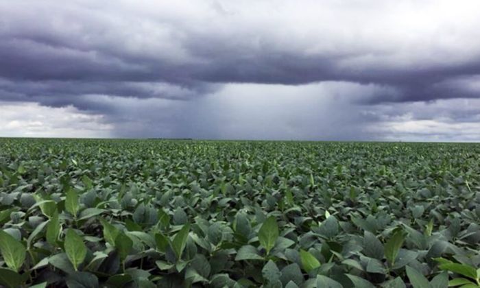 Expectativa de productores tras las lluvias