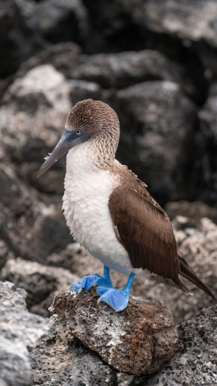 El joven argentino que se convirtió en explorador de National Geographic y retrata las profundidades  