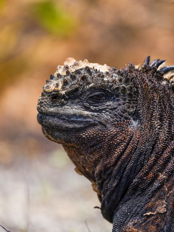 El joven argentino que se convirtió en explorador de National Geographic y retrata las profundidades  