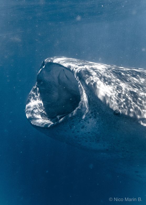 El joven argentino que se convirtió en explorador de National Geographic y retrata las profundidades  